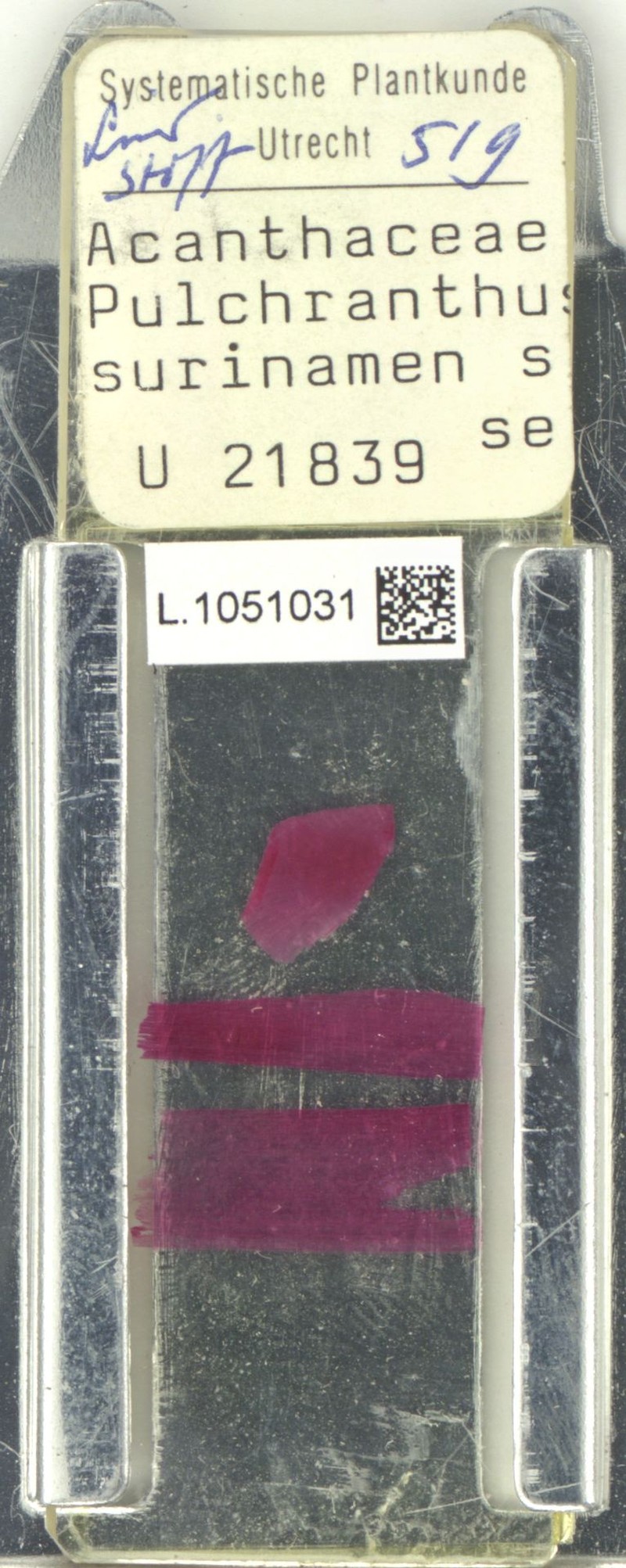 Pulchranthus surinamensis photo 3