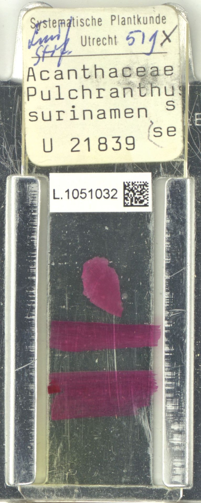Pulchranthus surinamensis photo 4