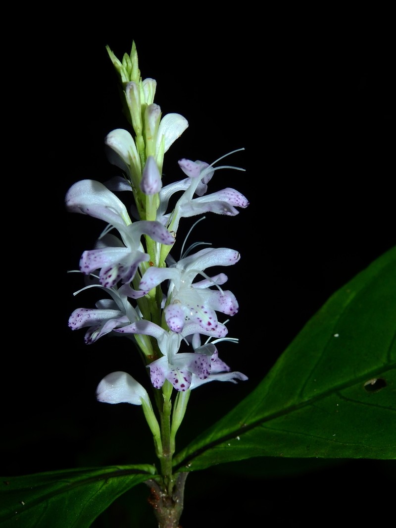 Pulchranthus variegatus photo 2