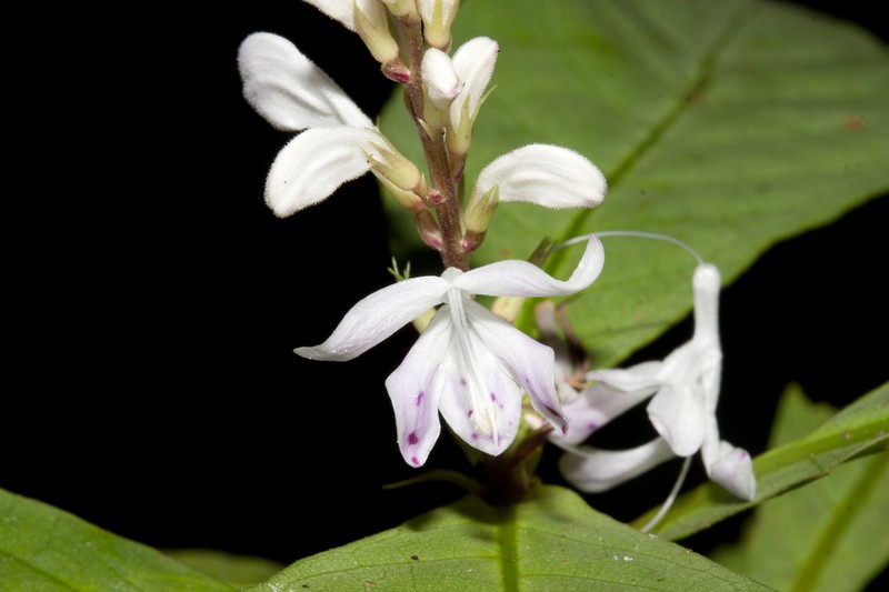 Pulchranthus variegatus photo 3