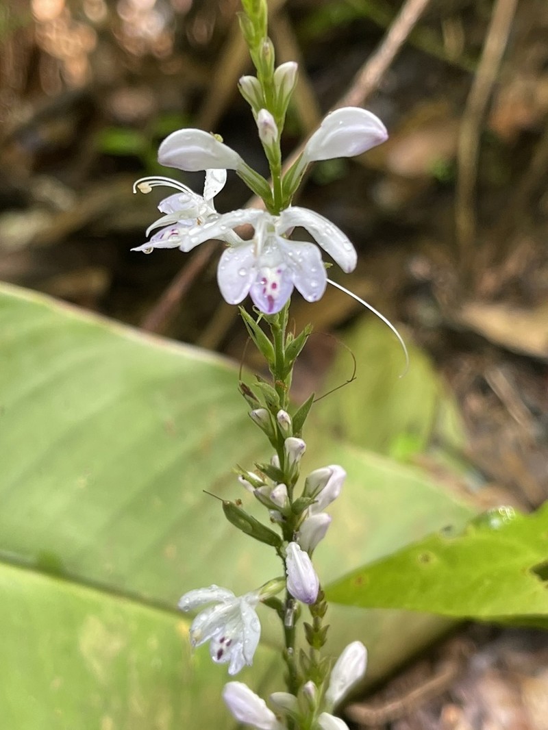 Pulchranthus variegatus photo 4