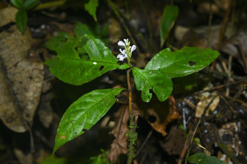 Pulchranthus variegatus photo 6