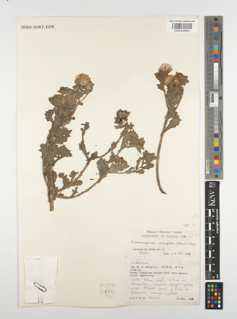 Pulicaria adenophora