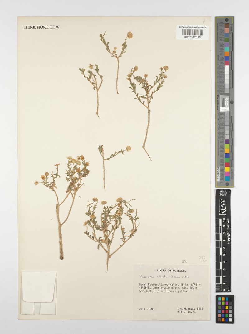 Pulicaria albida
