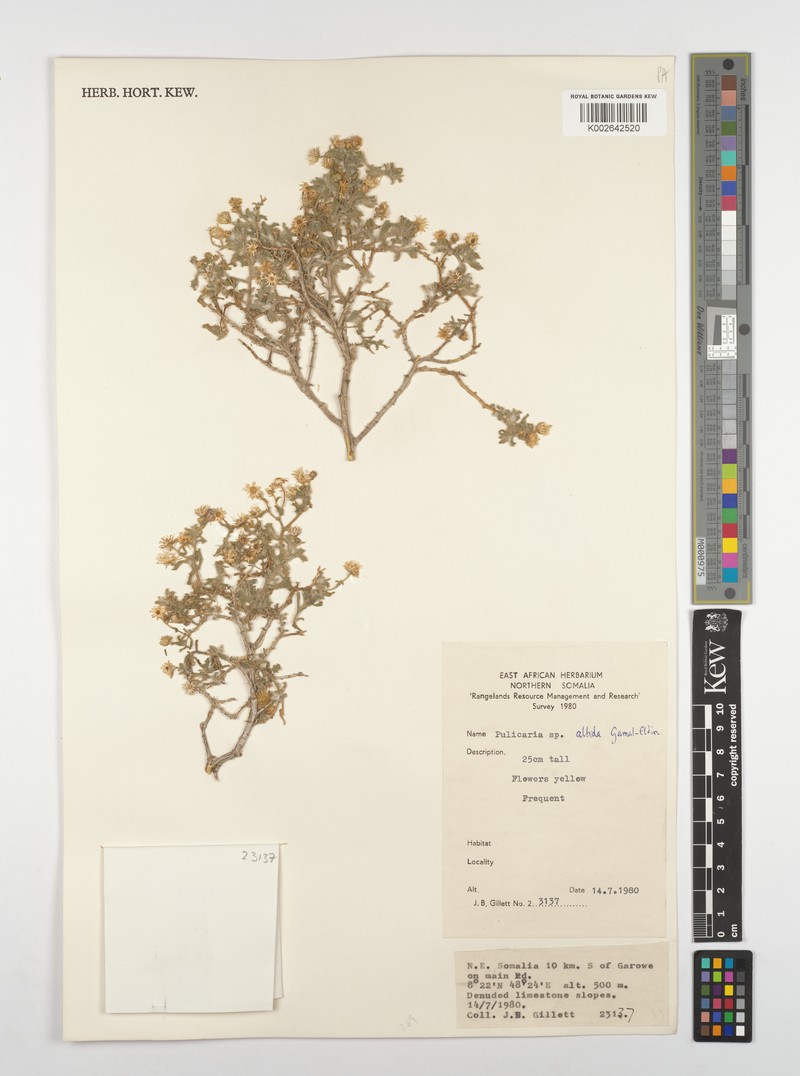 Pulicaria albida photo 2