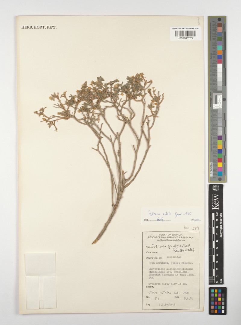 Pulicaria albida photo 3