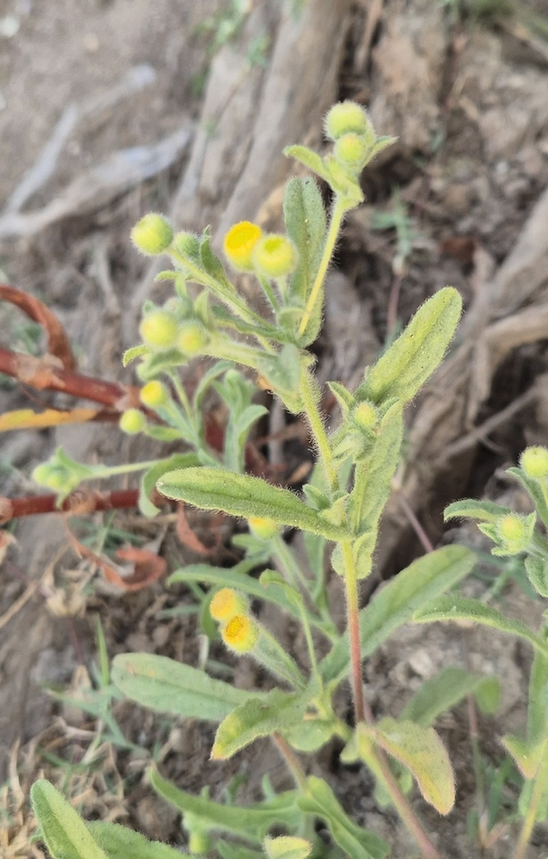 Pulicaria angustifolia