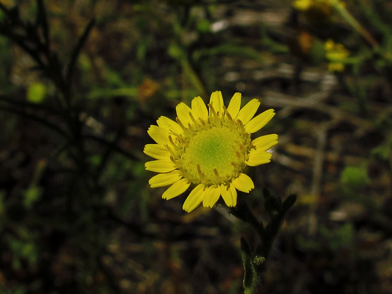 Ladies' False Fleabane photo 2