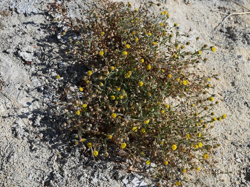 Ladies' False Fleabane photo 3