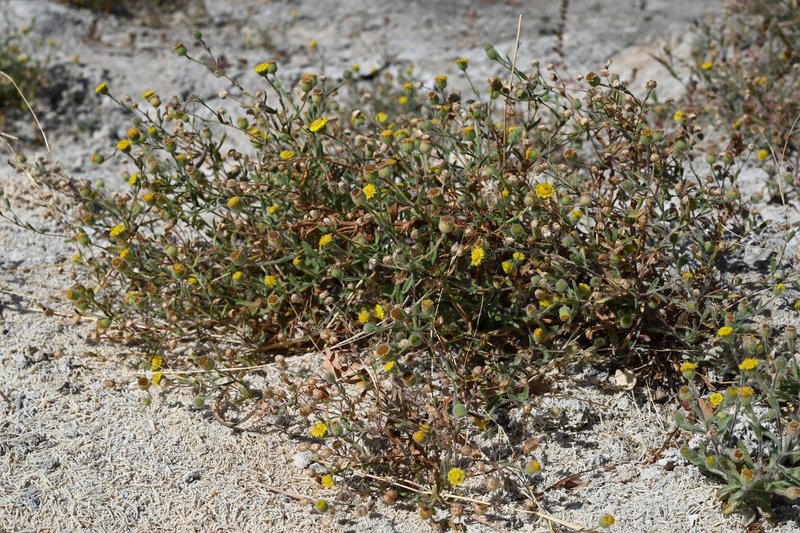 Ladies' False Fleabane photo 6