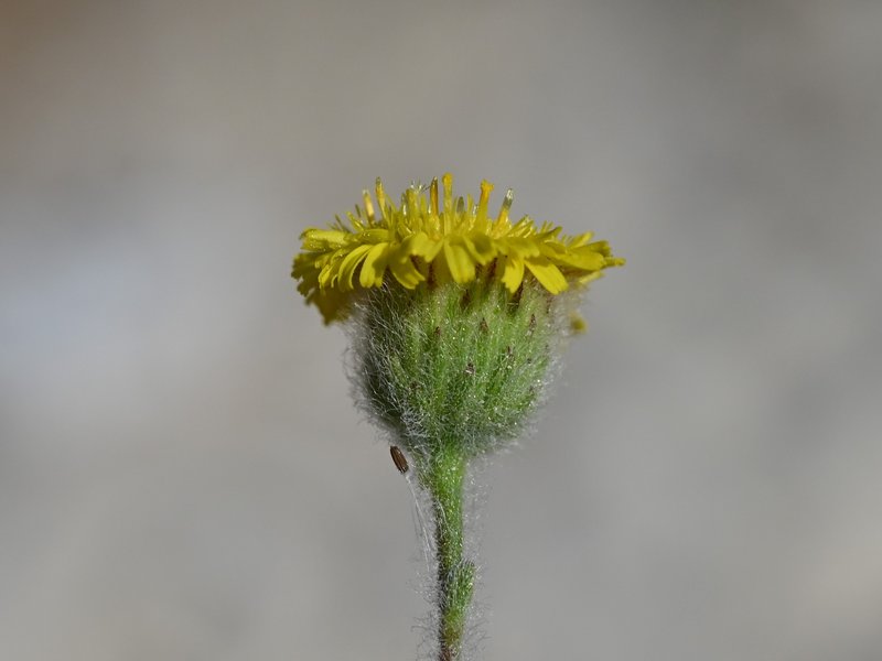 Ladies' False Fleabane photo 7