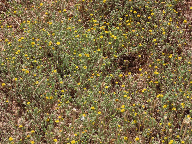 Ladies' False Fleabane photo 4