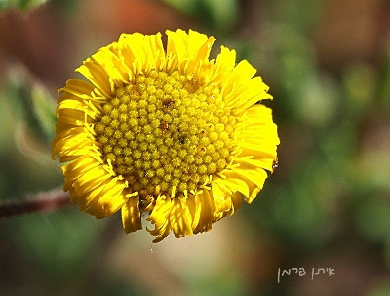 Ladies' False Fleabane photo 5