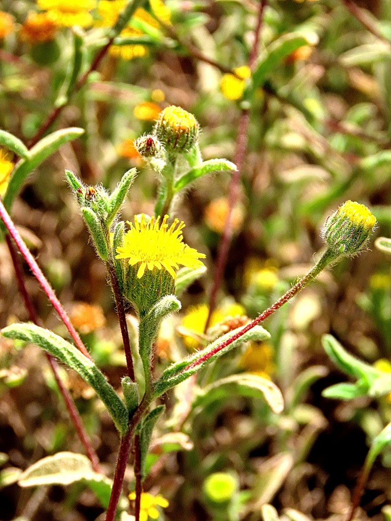 Ladies' False Fleabane