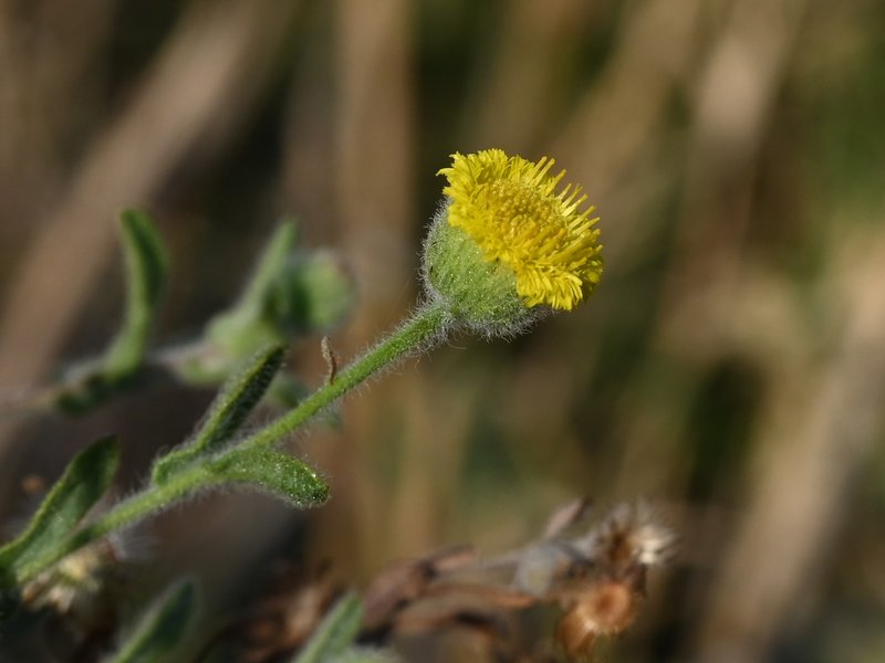 Ladies' False Fleabane photo 8