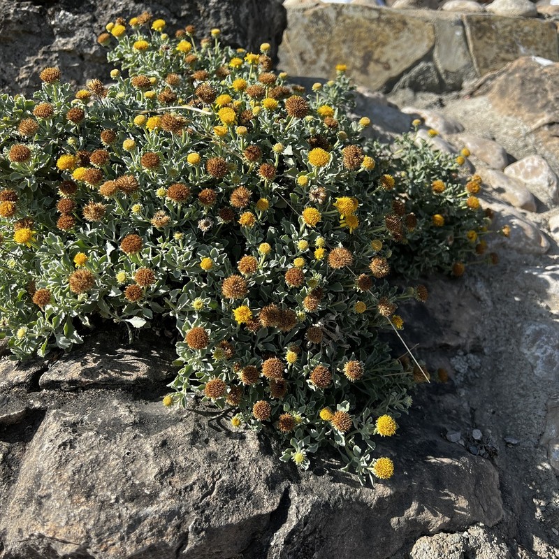 Pulicaria argyrophylla