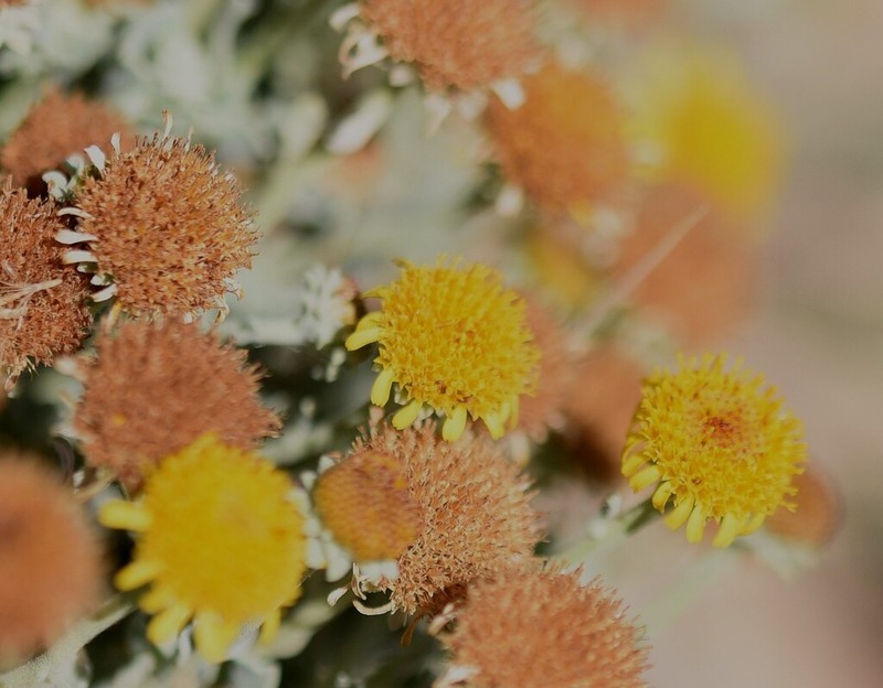 Pulicaria argyrophylla photo 2