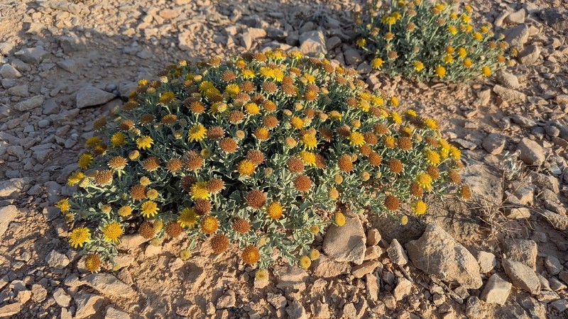 Pulicaria argyrophylla photo 3