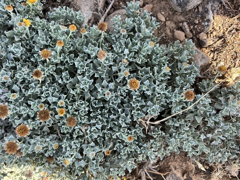 Pulicaria argyrophylla photo 4
