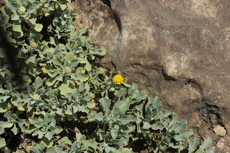 Pulicaria argyrophylla photo 5