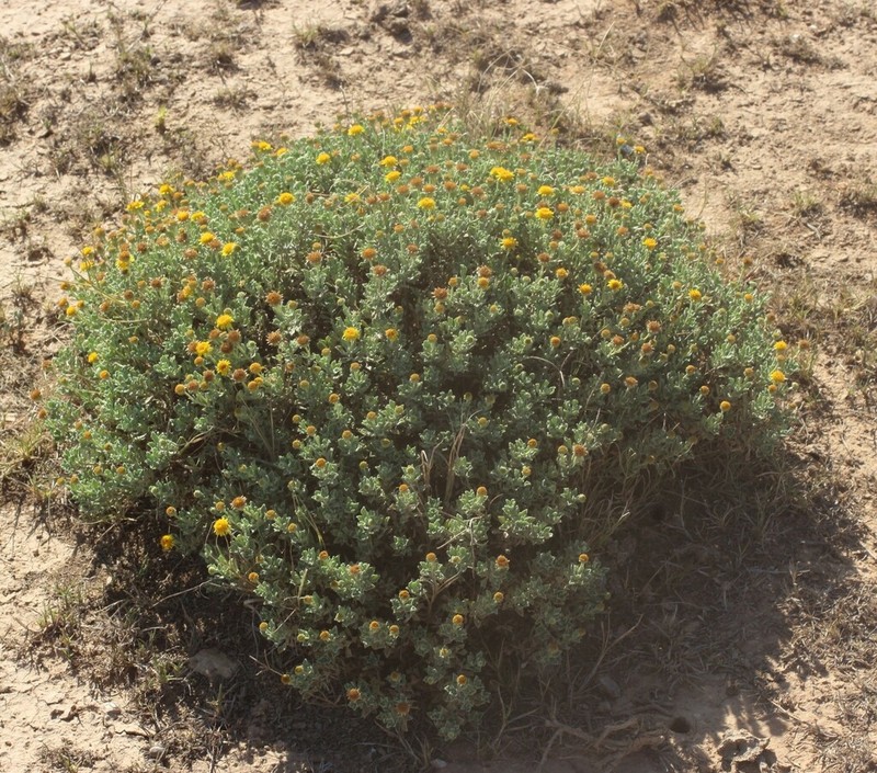 Pulicaria argyrophylla photo 6