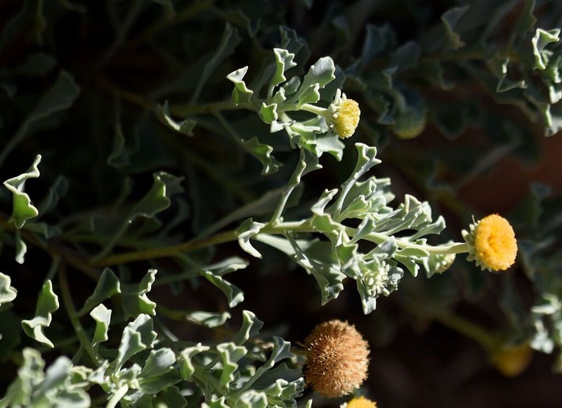 Pulicaria argyrophylla photo 7
