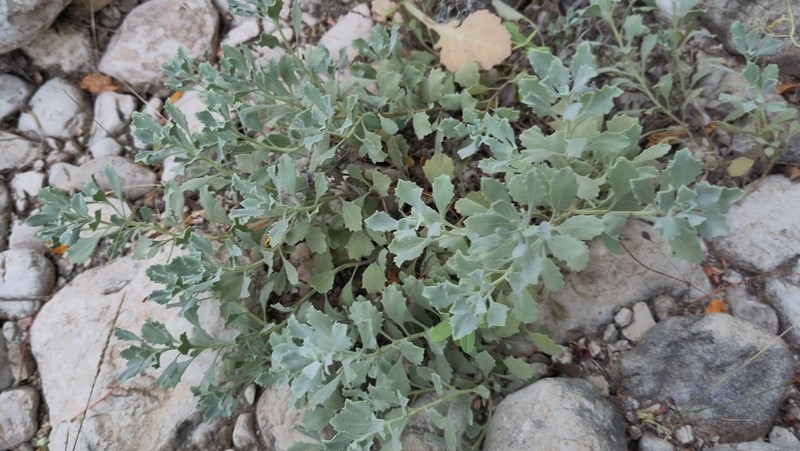 Pulicaria argyrophylla photo 8