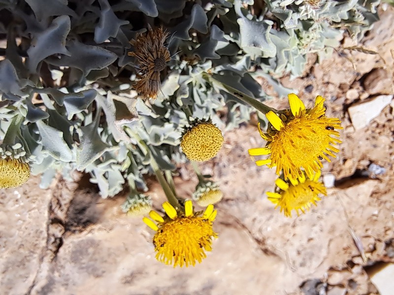 Pulicaria argyrophylla subsp. oligophylla photo 2