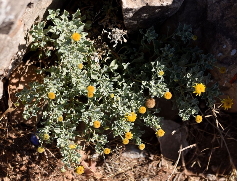 Pulicaria argyrophylla subsp. oligophylla photo 3