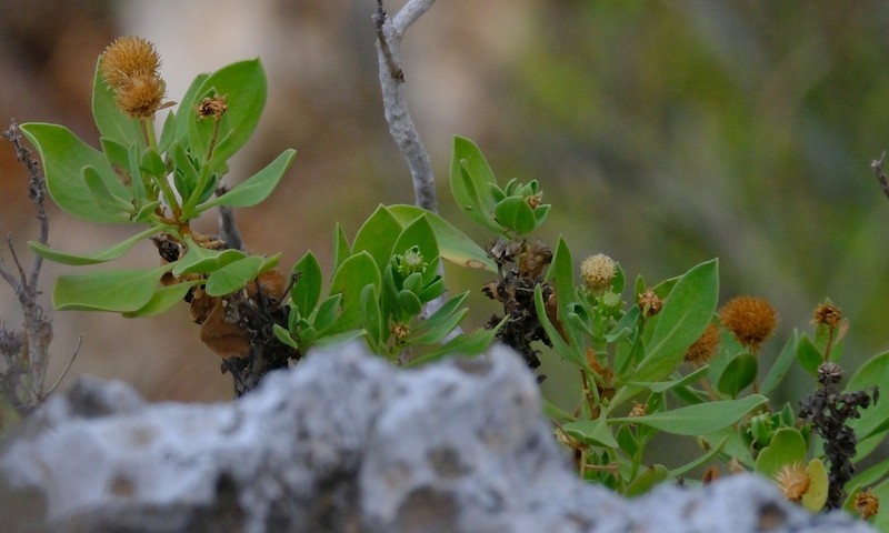 Pulicaria aromatica