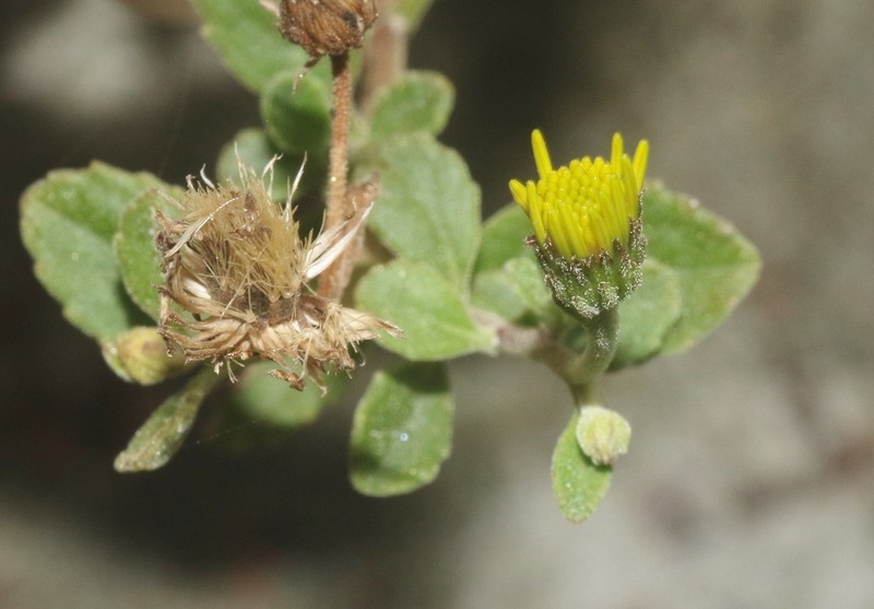 Pulicaria aromatica photo 3