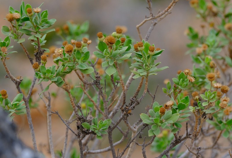 Pulicaria aromatica photo 5