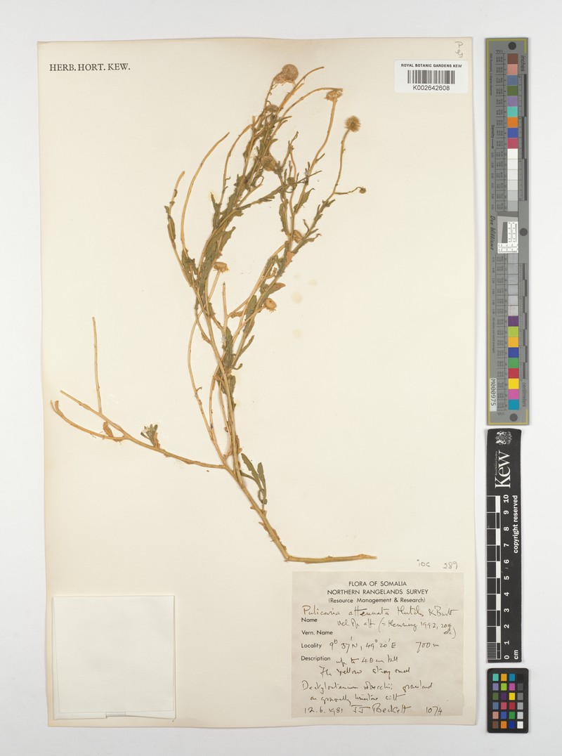 Pulicaria attentuata