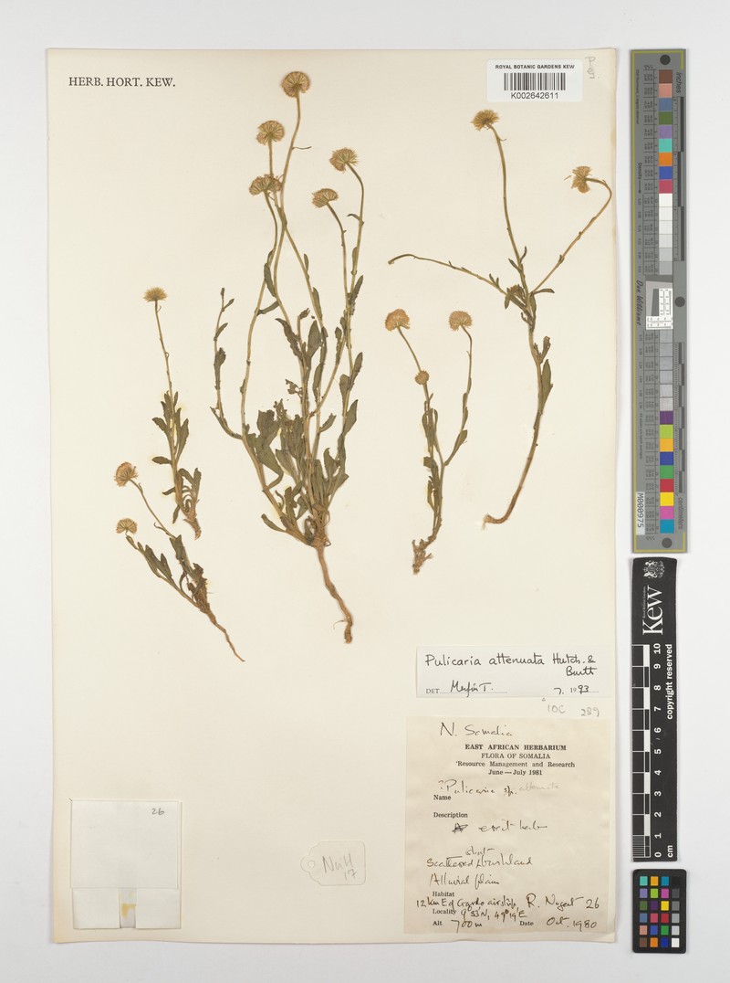 Pulicaria attentuata photo 2