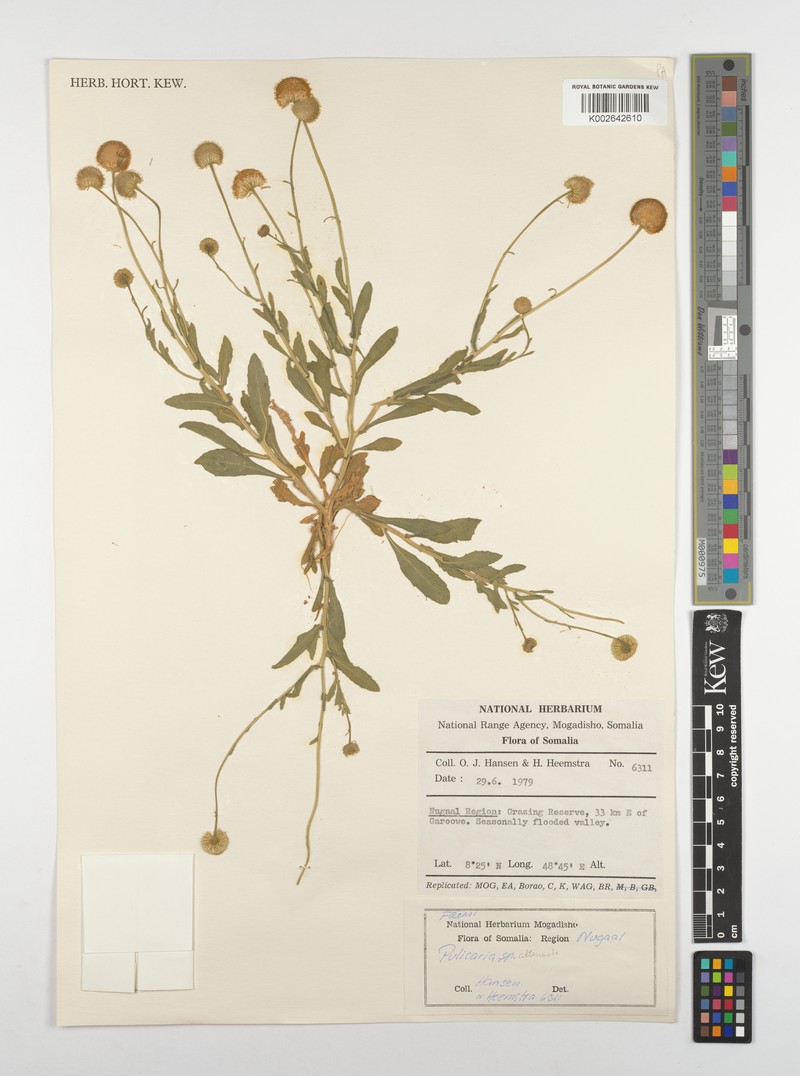 Pulicaria attentuata photo 3