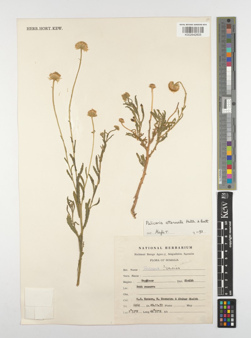 Pulicaria attentuata photo 4