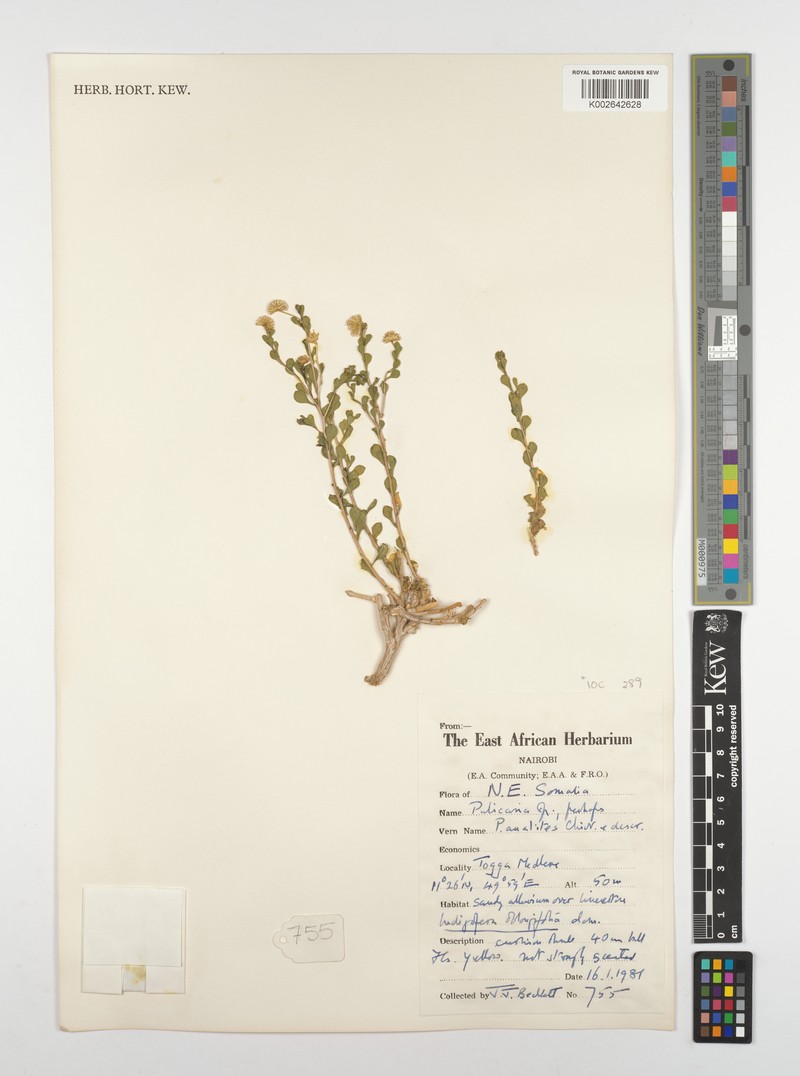 Pulicaria aualites