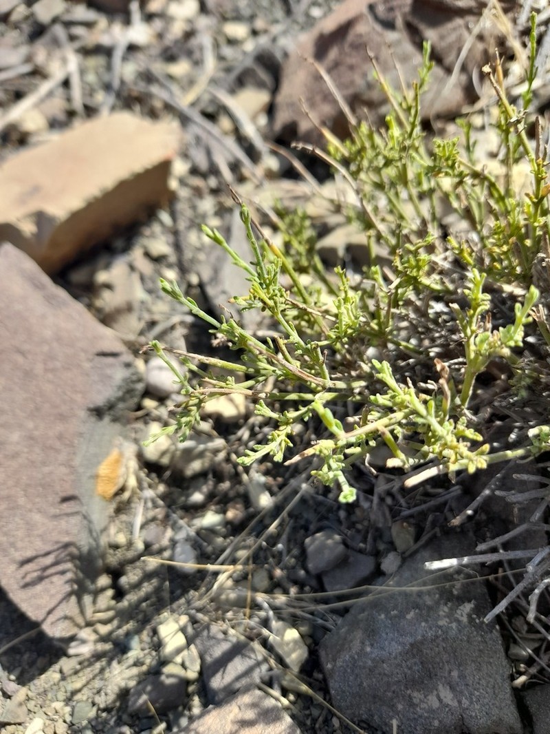 Pulicaria aucheri