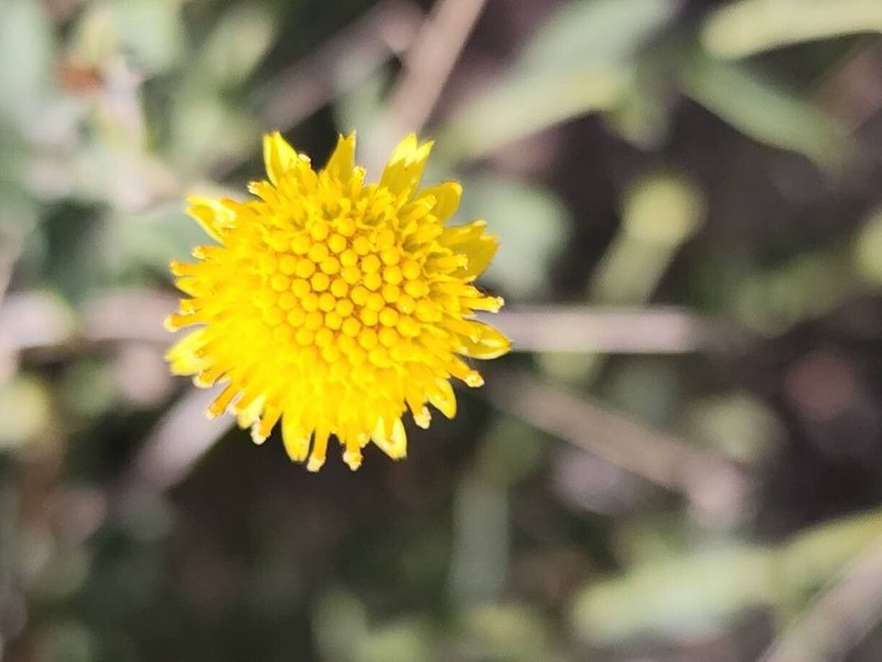 Pulicaria aucheri photo 2