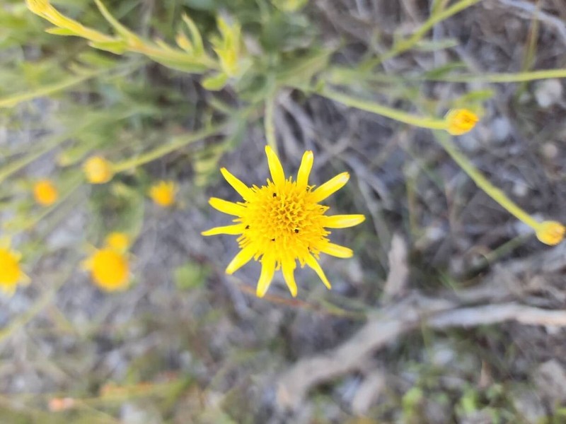 Pulicaria aucheri photo 3