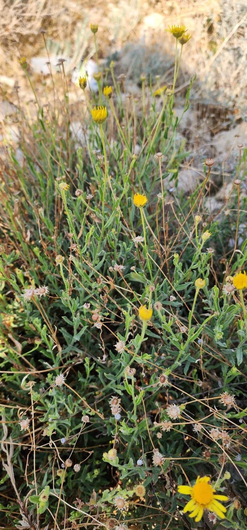 Pulicaria aucheri photo 4