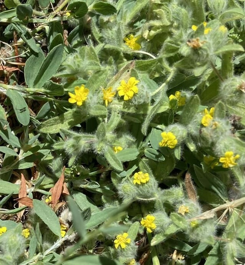 Pulicaria auranitica