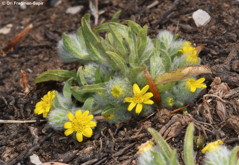 Pulicaria auranitica photo 2