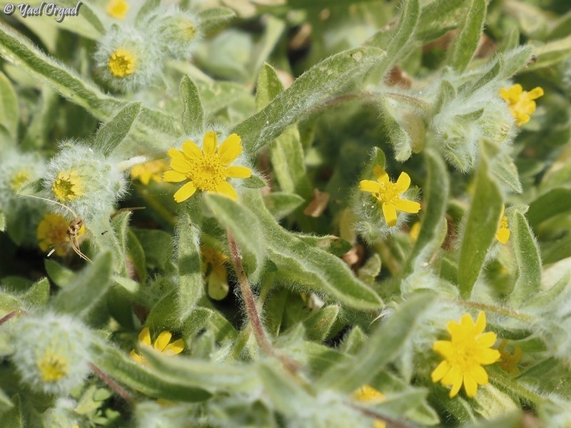 Pulicaria auranitica photo 3