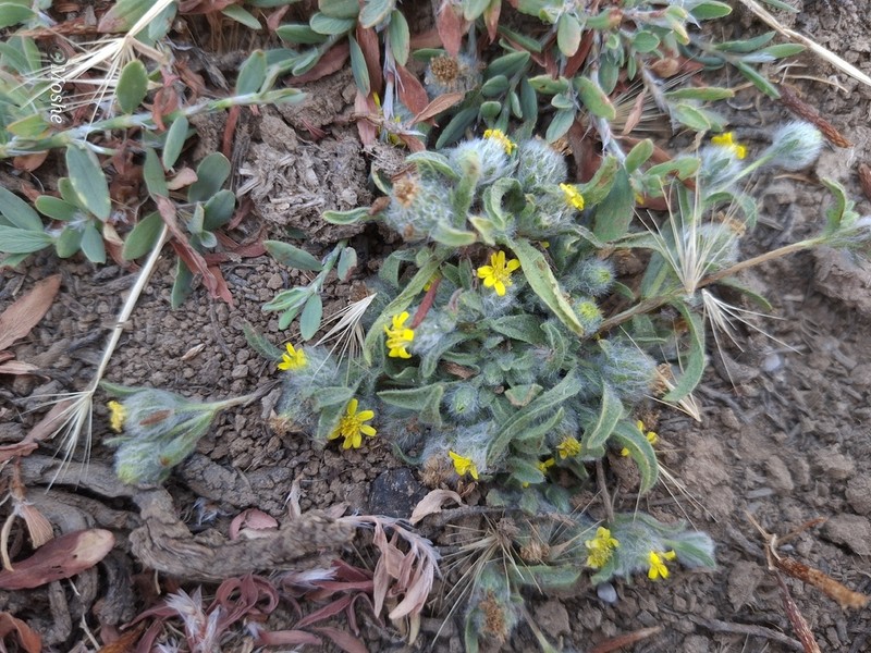 Pulicaria auranitica photo 4