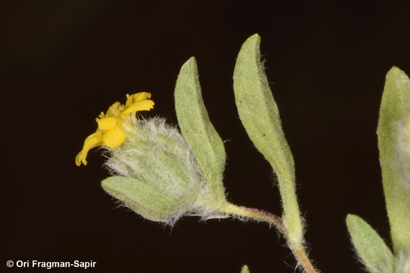 Pulicaria auranitica photo 5