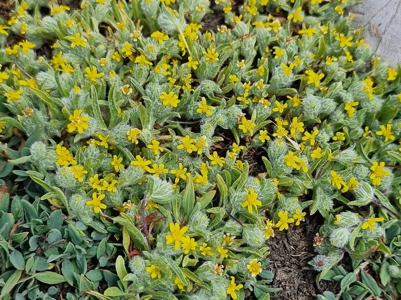 Pulicaria auranitica photo 6