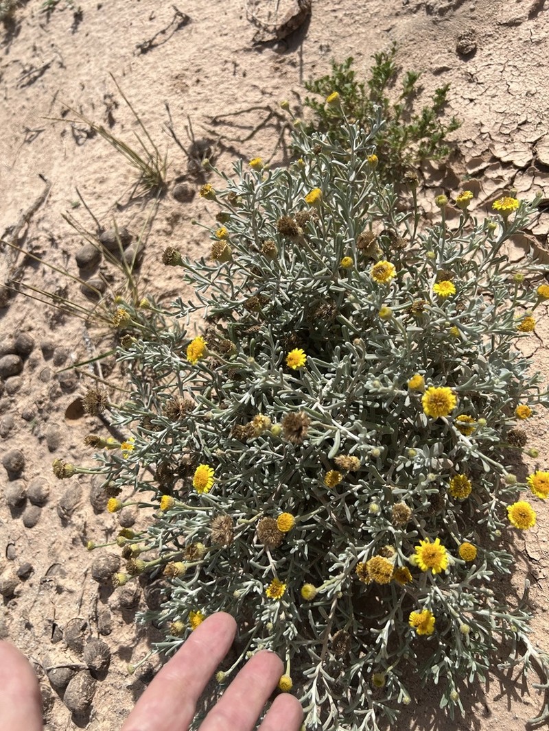 Pulicaria burchardii