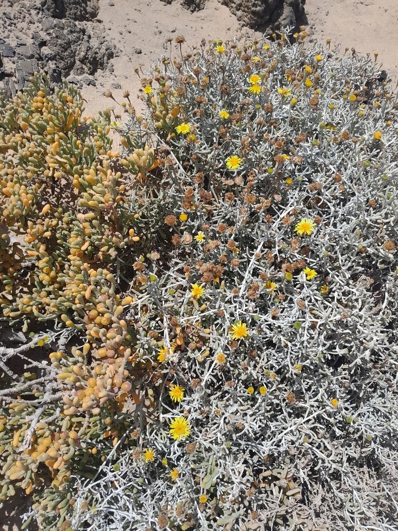 Pulicaria burchardii photo 3