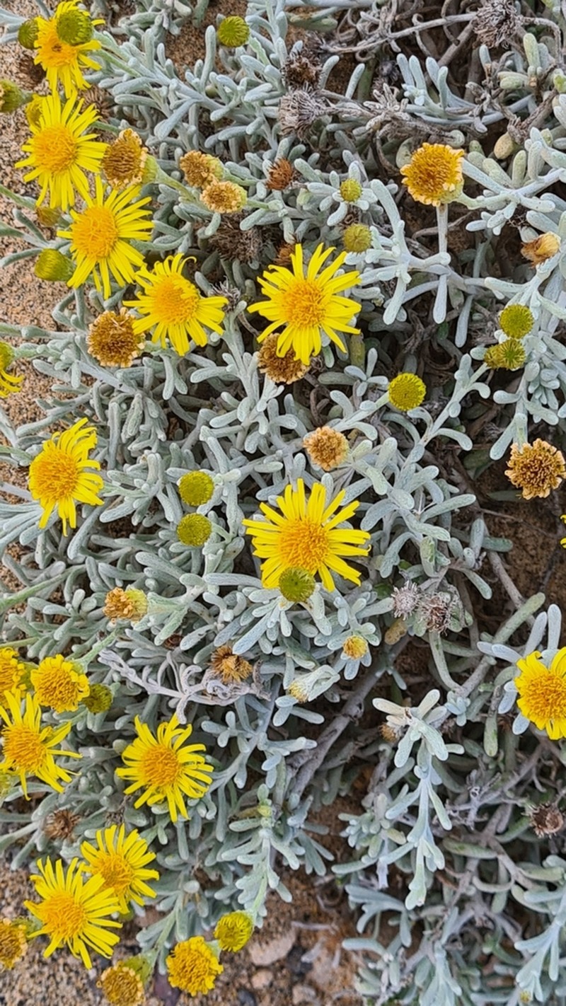 Pulicaria burchardii photo 4
